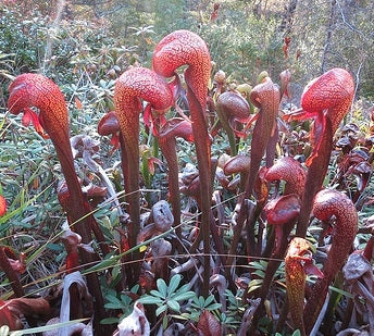 Darlingtonia californica