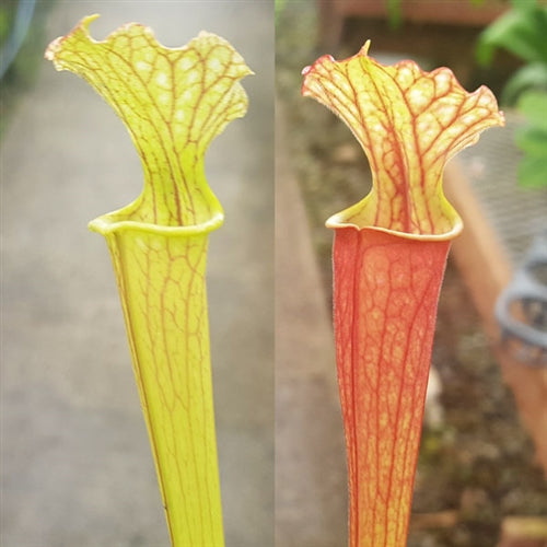 Sarracenia x moorei - Small