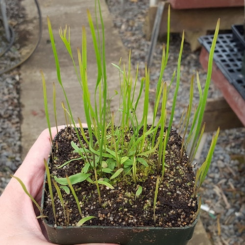 Utricularia praelonga