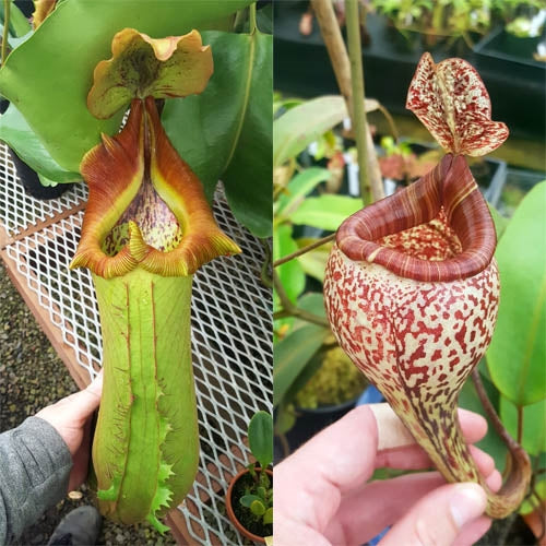 Nepenthes Titan's Vision