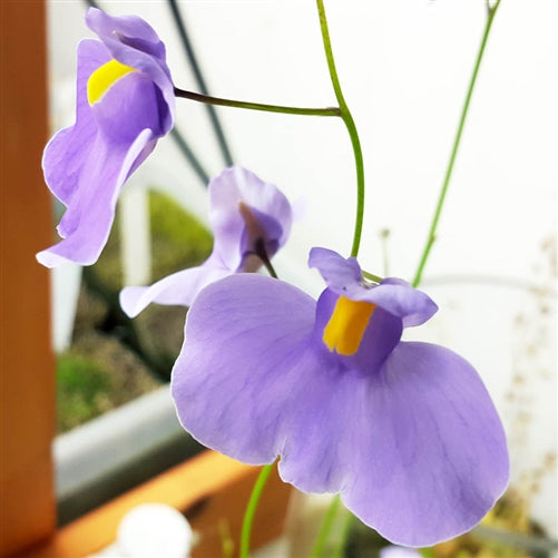 Utricularia longifolia