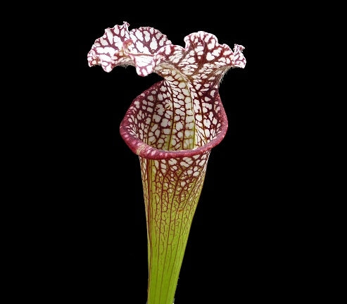 Sarracenia leucophylla 'Tarnok' - Medium