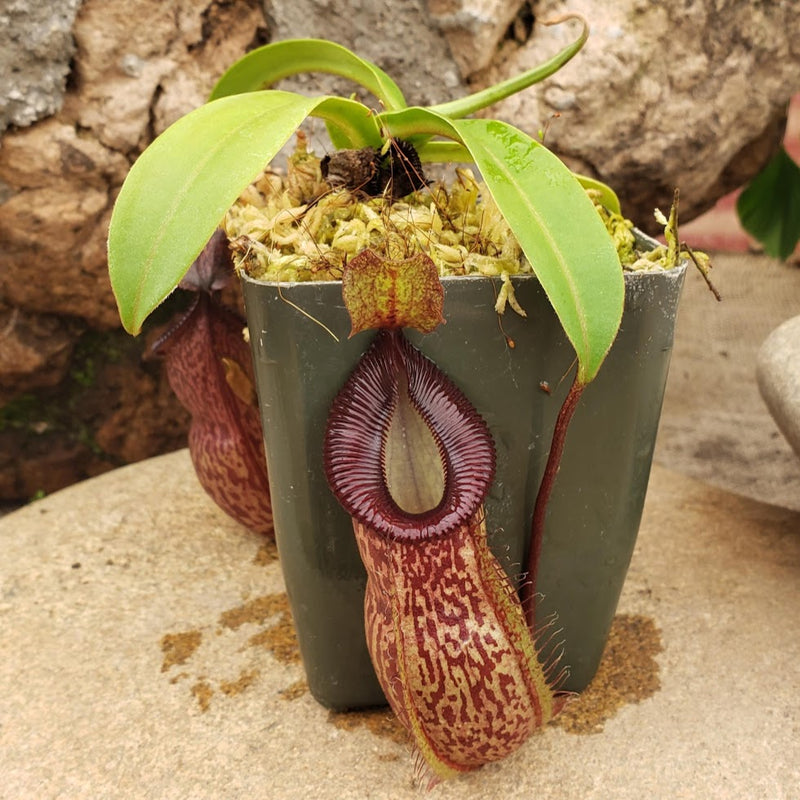 Nepenthes talangensis x hamata