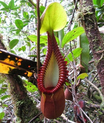 Nepenthes macrophylla
