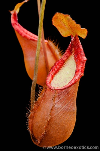 Nepenthes diatas