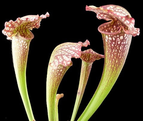 Sarracenia 'Mardi Gras' - Medium