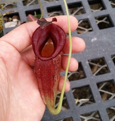 Nepenthes maxima x jacquelineae - Medium/Large