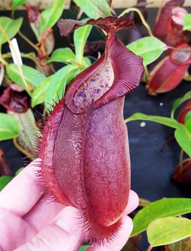 Nepenthes spathulata x gymnamphora - Small