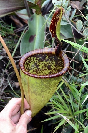 Nepenthes attenboroughii - XS