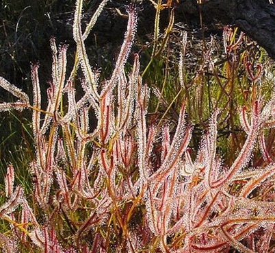 Drosera binata seeds