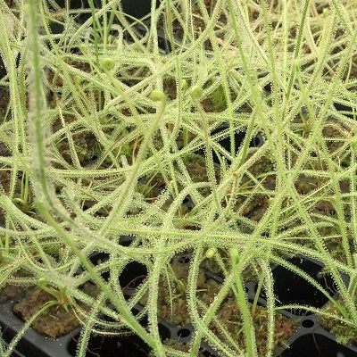 Drosera tracyi