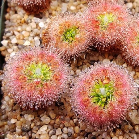 Drosera oreopodion - Pygmy Sundew