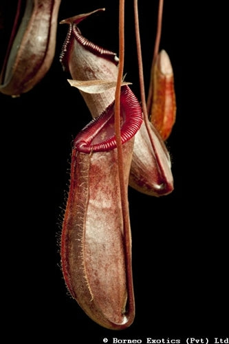 Nepenthes densiflora x ventricosa - Small/Medium