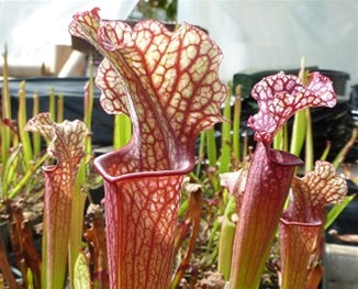 Sarracenia 'Judith Hindle' - Small
