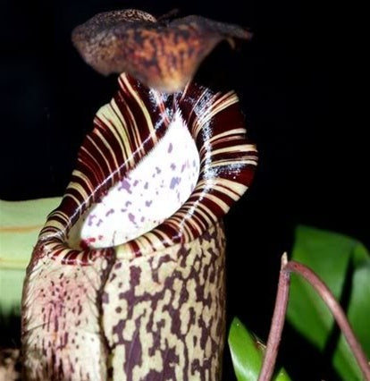 Nepenthes spectabilis