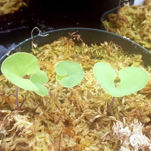 Utricularia cornigera