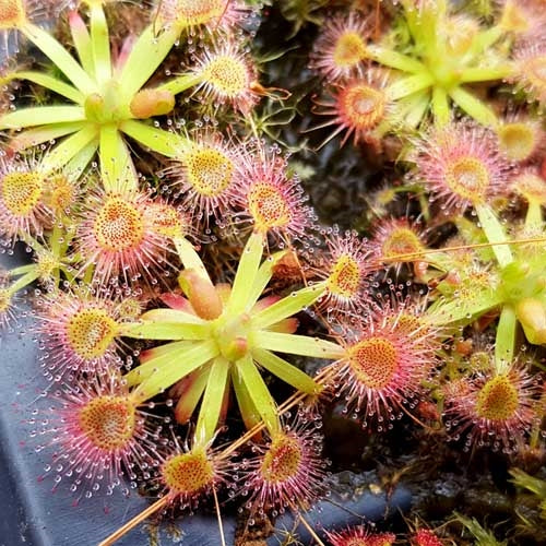 Drosera omissa x pulchella - Pygmy Sundew