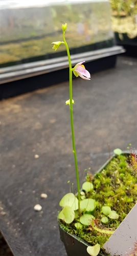 Utricularia calycifida