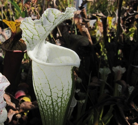 Sarracenia leucophylla 