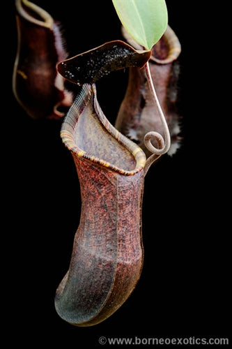 Nepenthes muluensis x lowii - Small