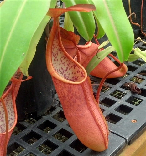 Nepenthes sanguinea