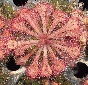 Drosera tokaiensis