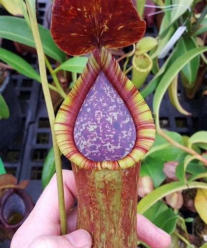 Nepenthes copelandii - Small/Medium