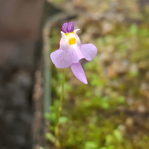 Utricularia warburgii