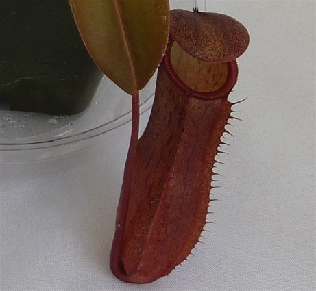 Nepenthes 'Black Knight' - Medium