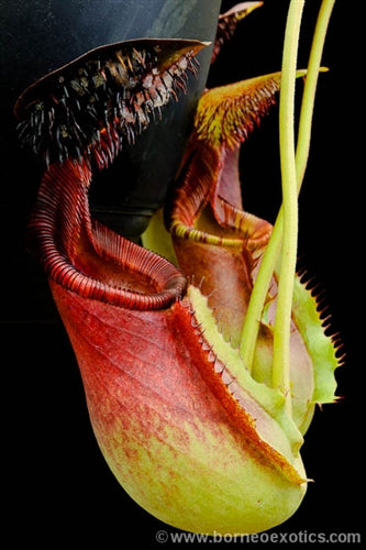 Nepenthes ephippiata