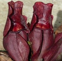 Sarracenia purpurea ssp. venosa - Small