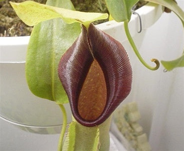 Nepenthes Judith Finn - Medium
