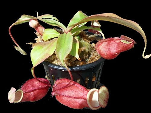 Nepenthes