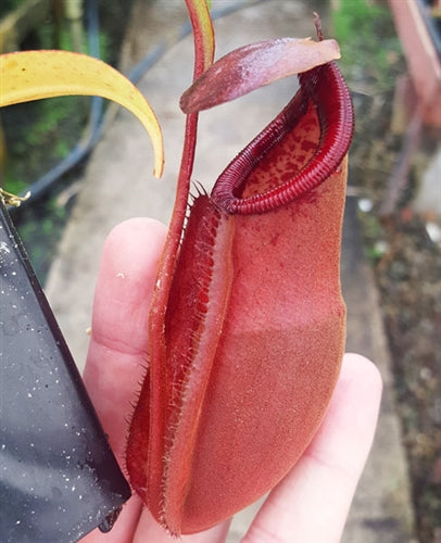 Nepenthes densiflora x mirabilis var. globosa