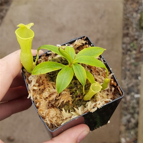 Nepenthes campanulata