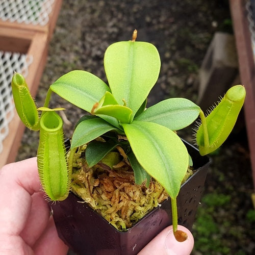 Nepenthes ventricosa x hirsuta - Small/Medium