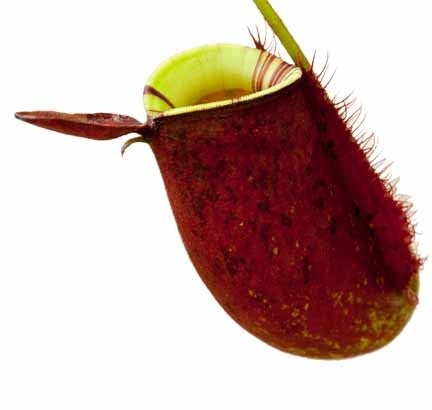Nepenthes ampullaria