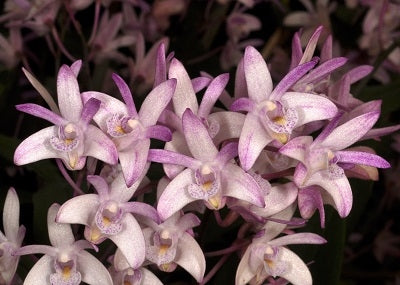 Dendrobium kingianum