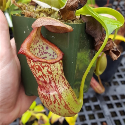 Nepenthes campanulata x robcantleyi - Medium