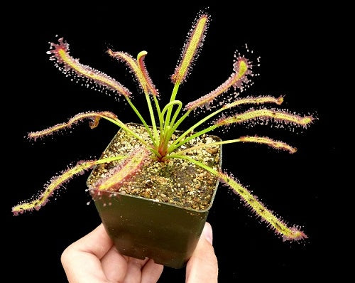 Drosera capensis