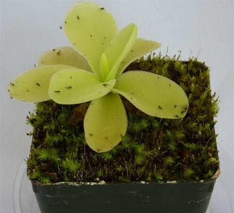 Pinguicula gigantea