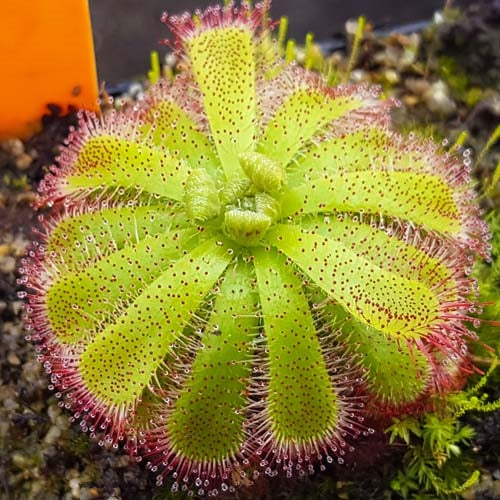 Drosera admirabilis