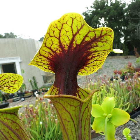 Sarracenia flava 