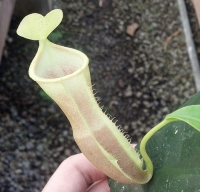 Nepenthes spathulata x campanulata