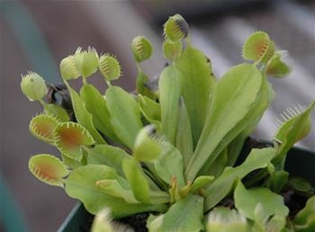 Venus Flytrap 'Cupped Trap'