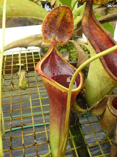 Nepenthes lowii x campanulata - Small