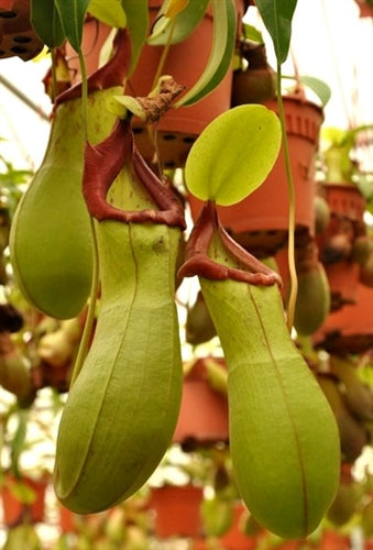 Nepenthes