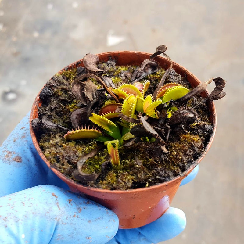 Dormant Venus flytrap bulbs