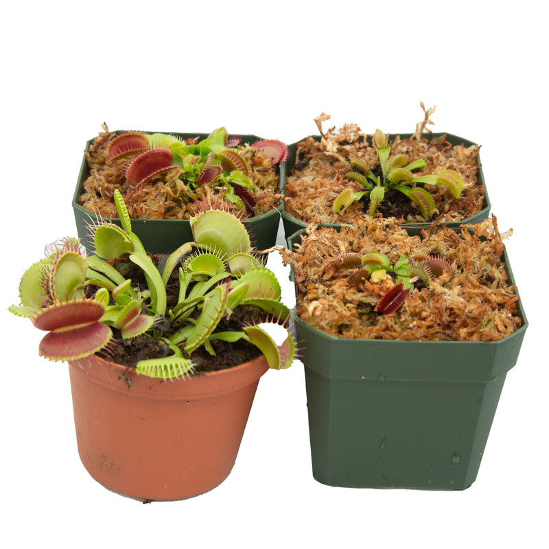 Daily Deal - Flytrap Frenzy