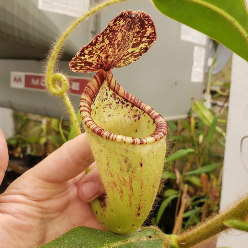Nepenthes glandulifera